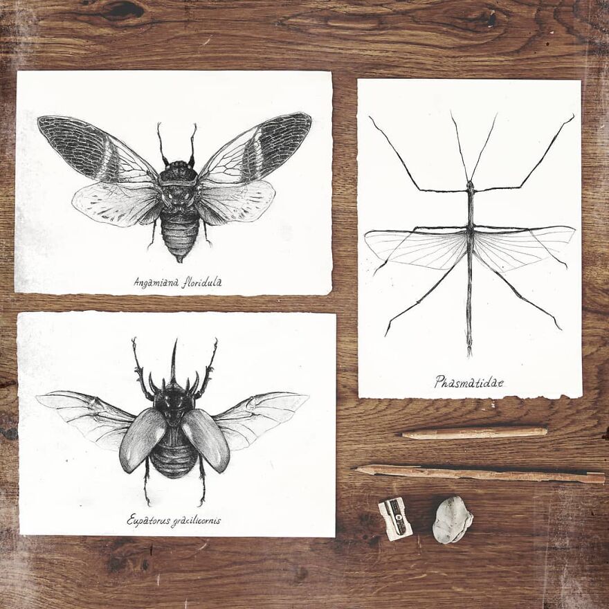 I Draw Stylized Animals In My Sketchbook