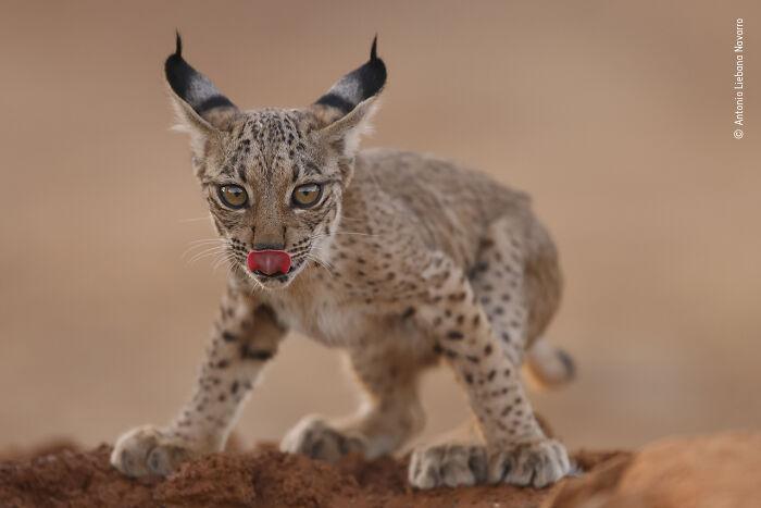 Young wild cat licking its nose, captured in a sharp wildlife photographer of the year contest image.