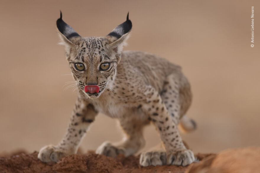 Lynx Cub Licking By Antonio Liebana Navarro