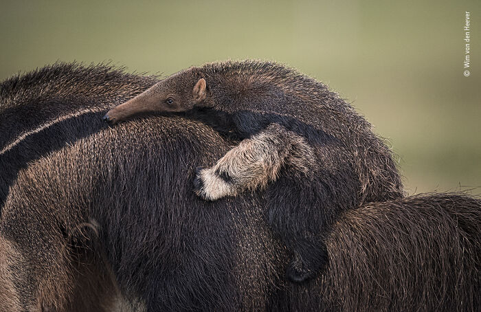 Close-up of a baby anteater resting on an adult in nature, featured in the wildlife photographer of the year contest.