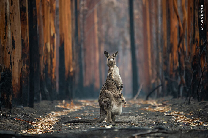 Two kangaroos standing in a burnt forest, captured in a stunning wildlife photographer of the year contest image.