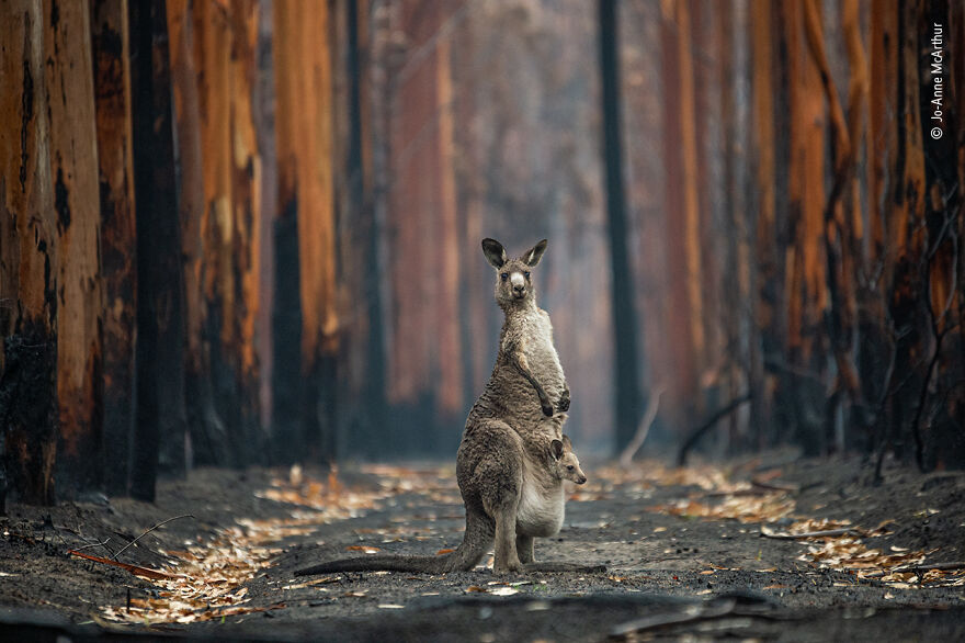 Hope In A Burned Plantation By Jo-Anne Mcarthur