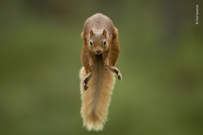 Red squirrel captured mid-air in a stunning image from the 2021 wildlife photographer of the year contest.
