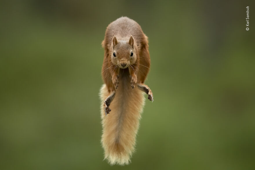 The Jump By Karl Samitsch