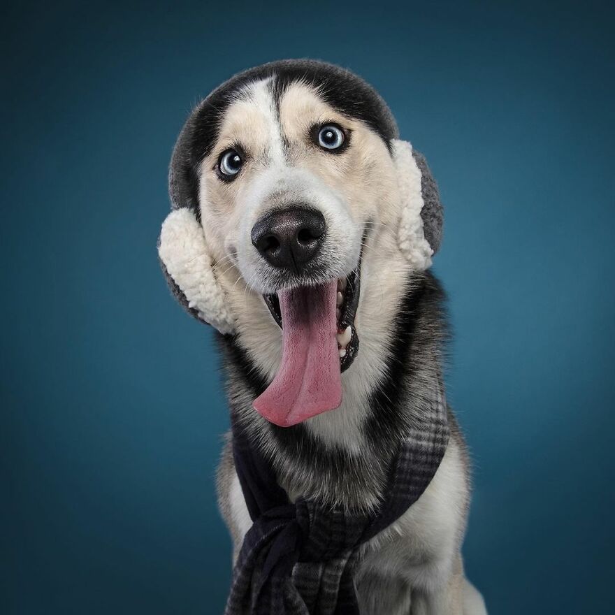 My 19 Festive Photos Of Dogs Ready For Christmas