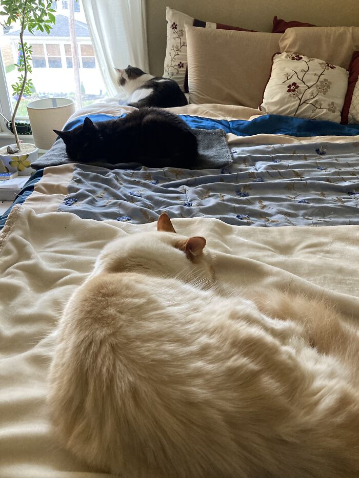 My Boys Being Comfy While Practicing Social Distancing.