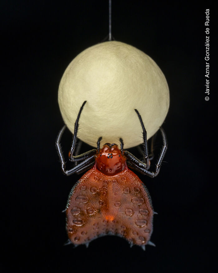 Close-up of a spider carrying a large egg sac, featured in the 2021 wildlife photographer of the year contest.