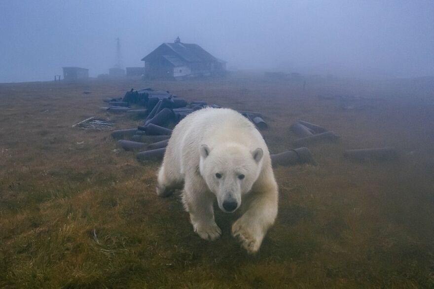Russian Photographer Takes Photos Of Polar Bears That Took Over Abandoned Buildings