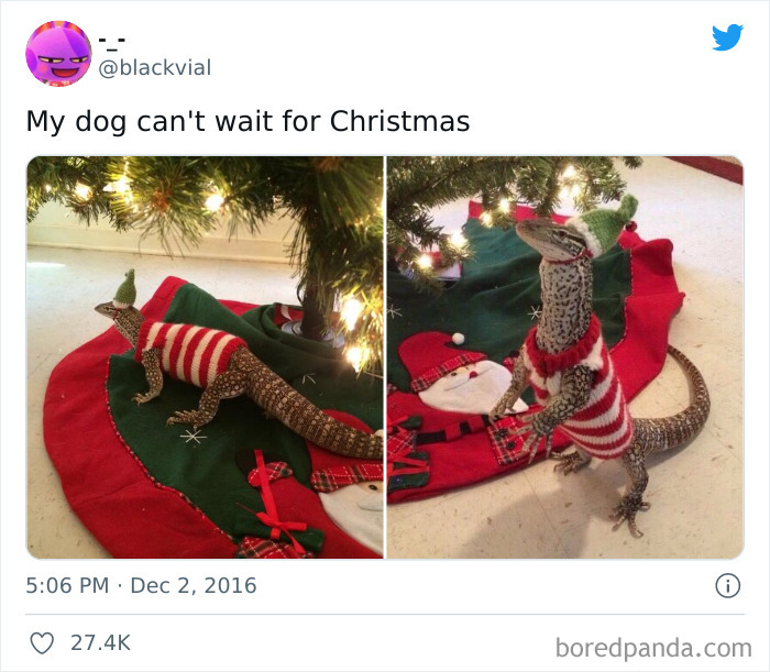 My Dog Can't Wait For Christmas