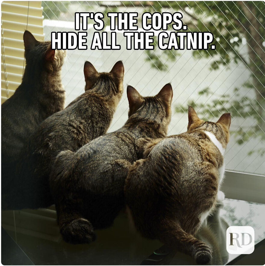 Cat Memes That Just Have To Be Shared