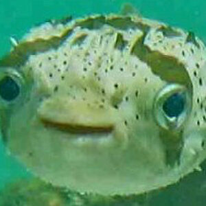 mescalinemoon avatar