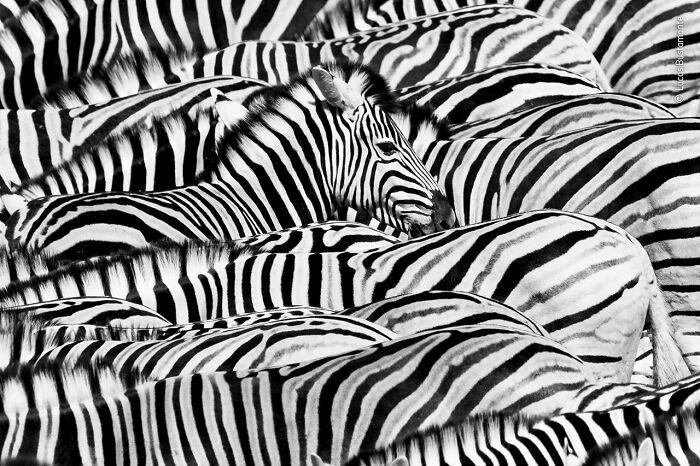 Close-up of zebras with striking black and white stripes, showcasing wildlife photography in the 2021 People’s Choice contest.