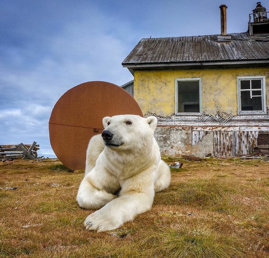 Russian Photographer Takes Photos Of Polar Bears That Took Over Abandoned Buildings