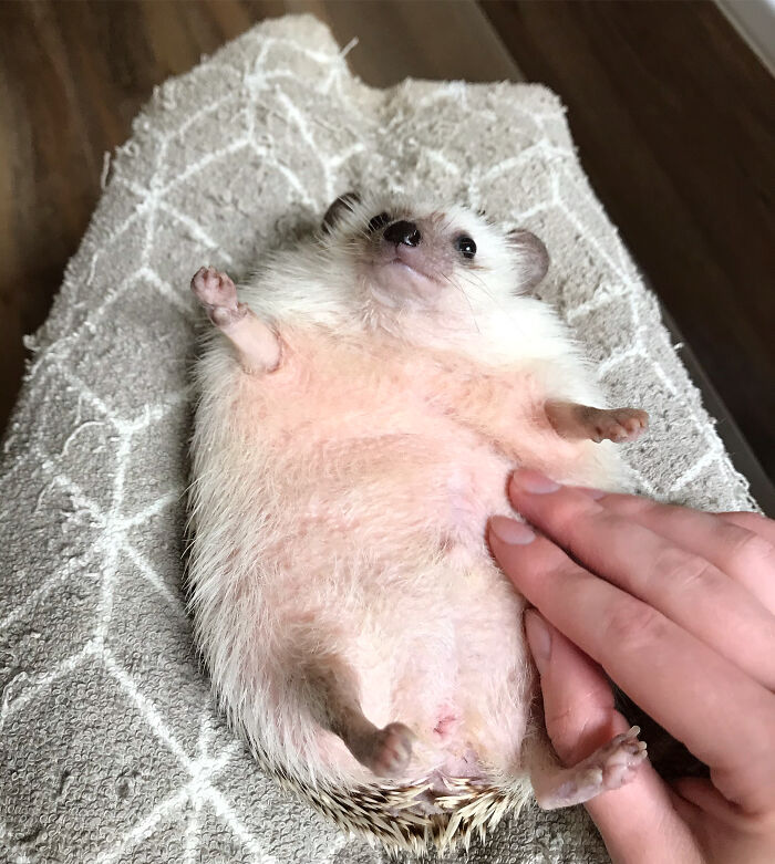 It's Belly Rubs Time!