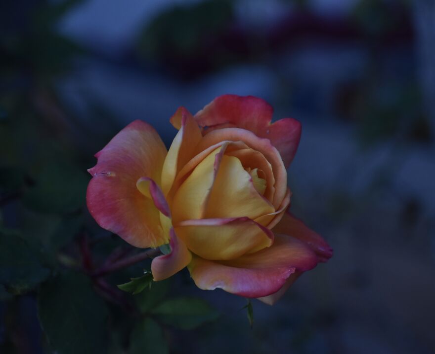 I Took These Photos, And I&rsquo;m Very Proud Of Them!