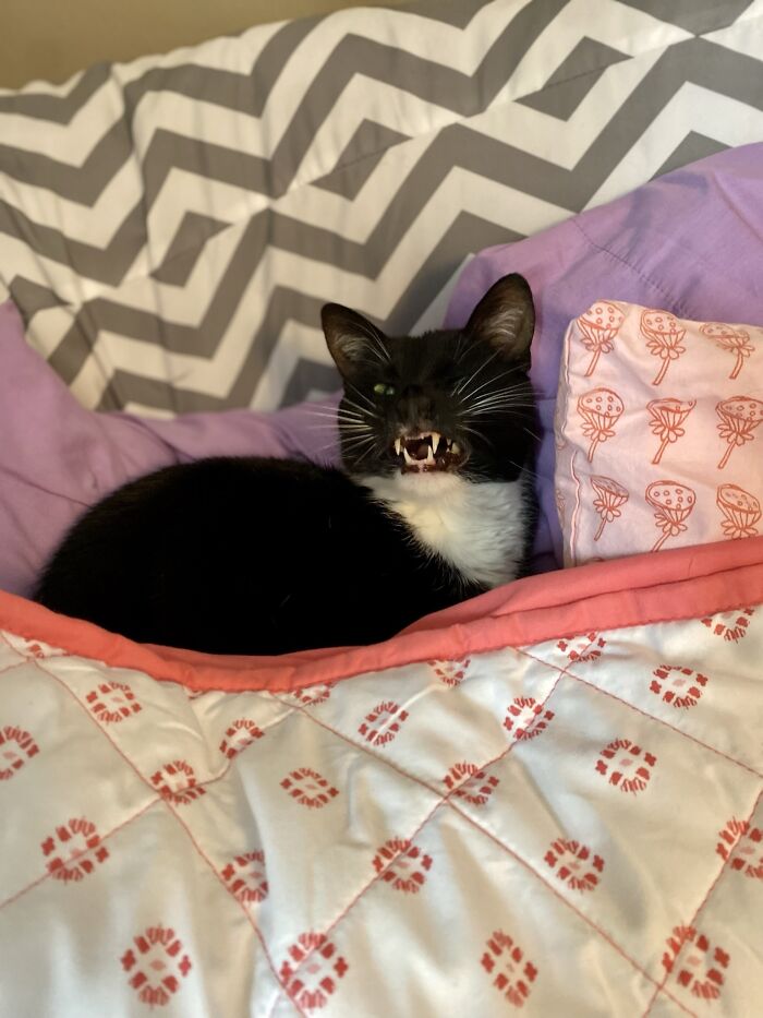 Scout Mid-Yawn. Extra Creepy