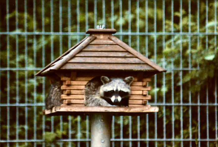 Zorro In The Birdhouse...