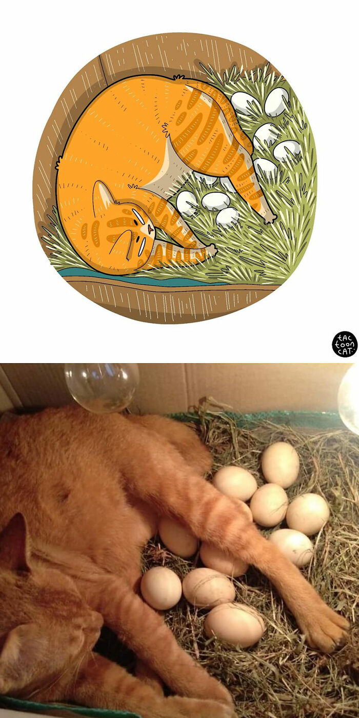 30 Of The Funniest Internet-Famous Cat Pics Get Illustrated By Tactooncat (New Pics)