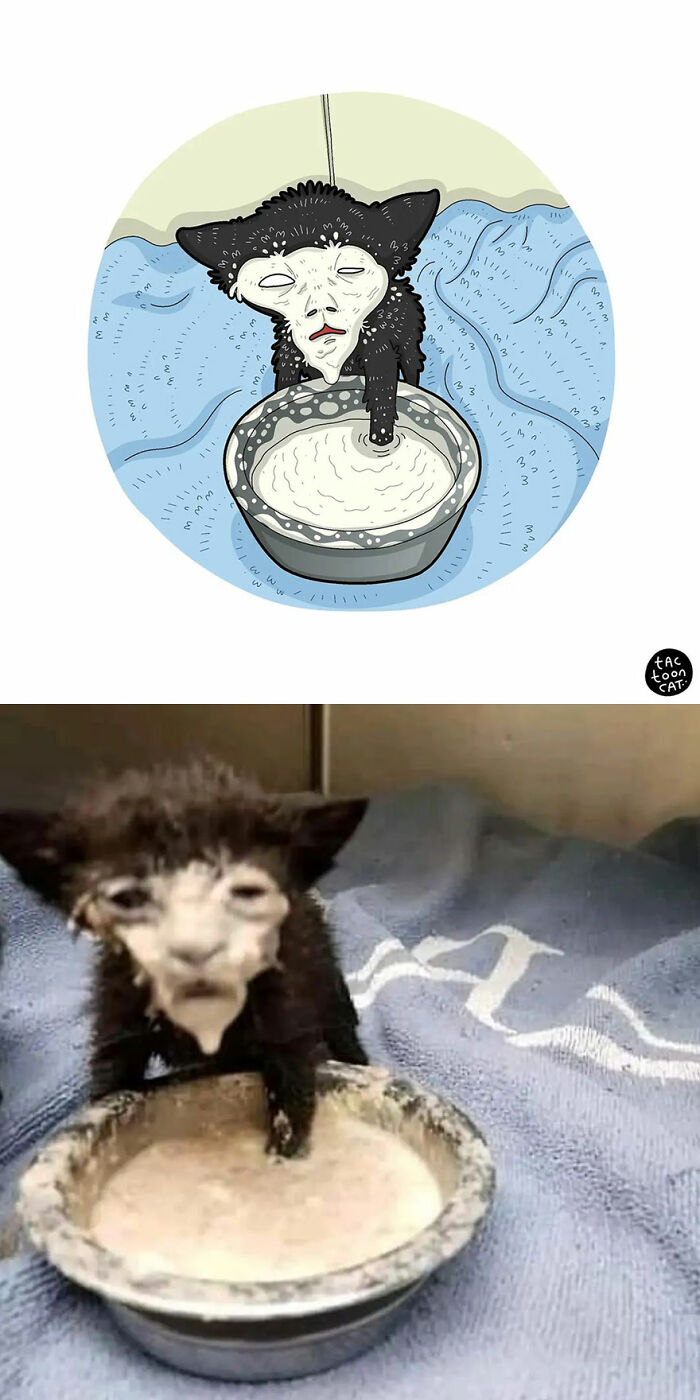 30 Of The Funniest Internet-Famous Cat Pics Get Illustrated By Tactooncat (New Pics)