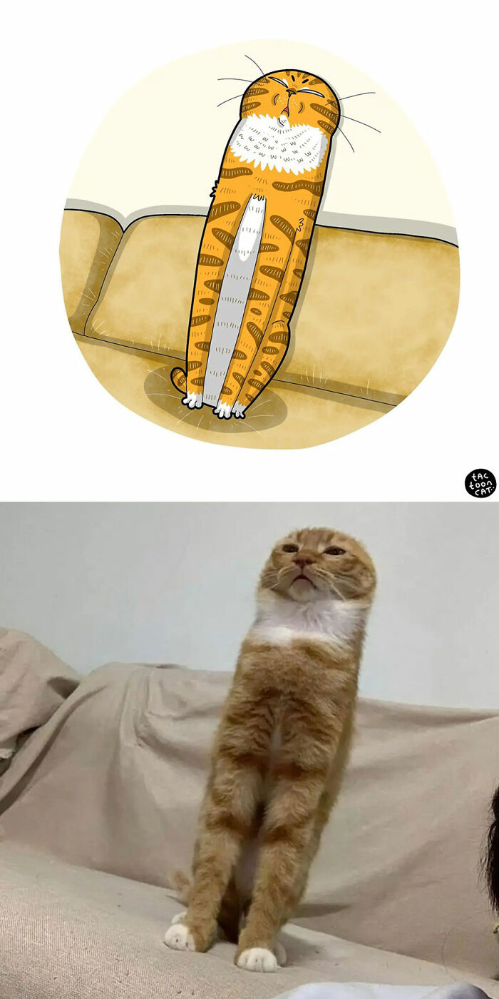30 Of The Funniest Internet-Famous Cat Pics Get Illustrated By Tactooncat (New Pics)