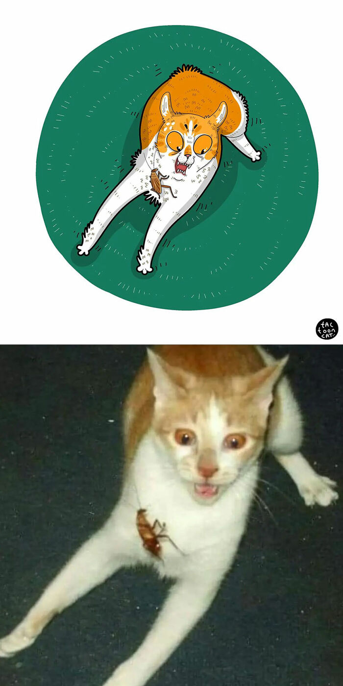 30 Of The Funniest Internet-Famous Cat Pics Get Illustrated By Tactooncat (New Pics)