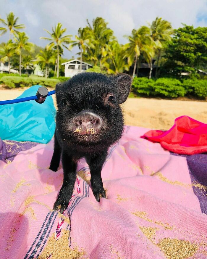 Happy 2nd Birthday To Our Loving Lenny Boy