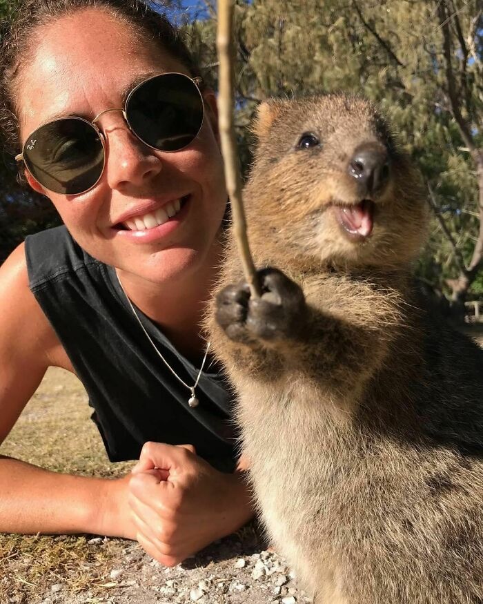 Quokka Who Has Perfected The Art Of The Selfie Stick