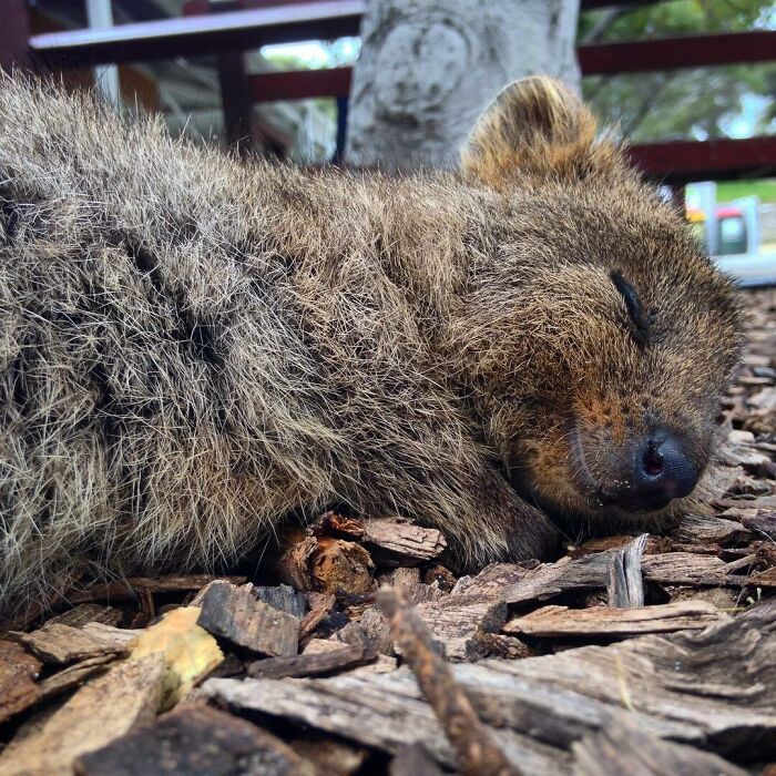 Spending The Next Few Days In Quokka Heaven