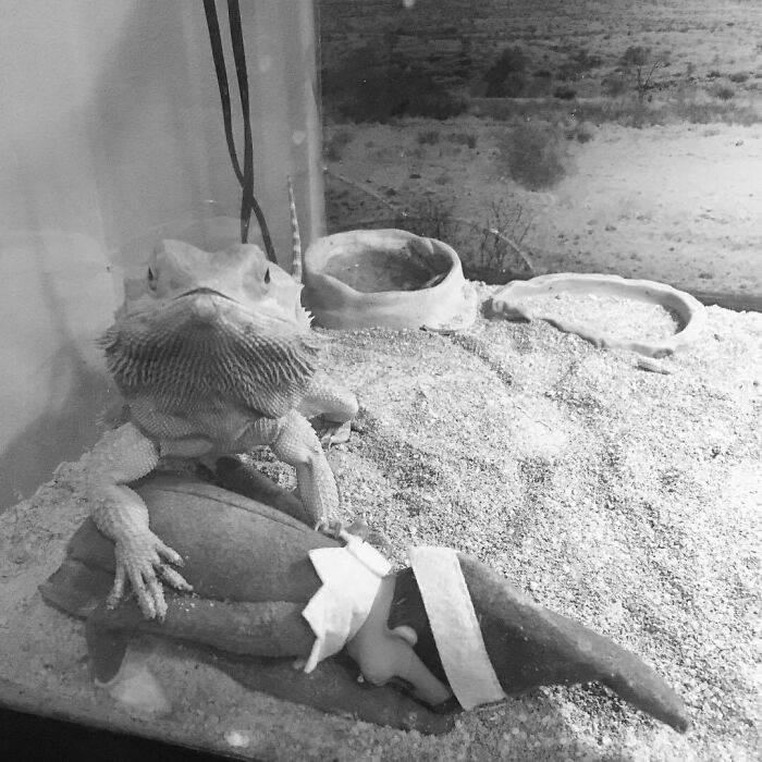 A nuestro dragón barbudo no le gustan los intrusos