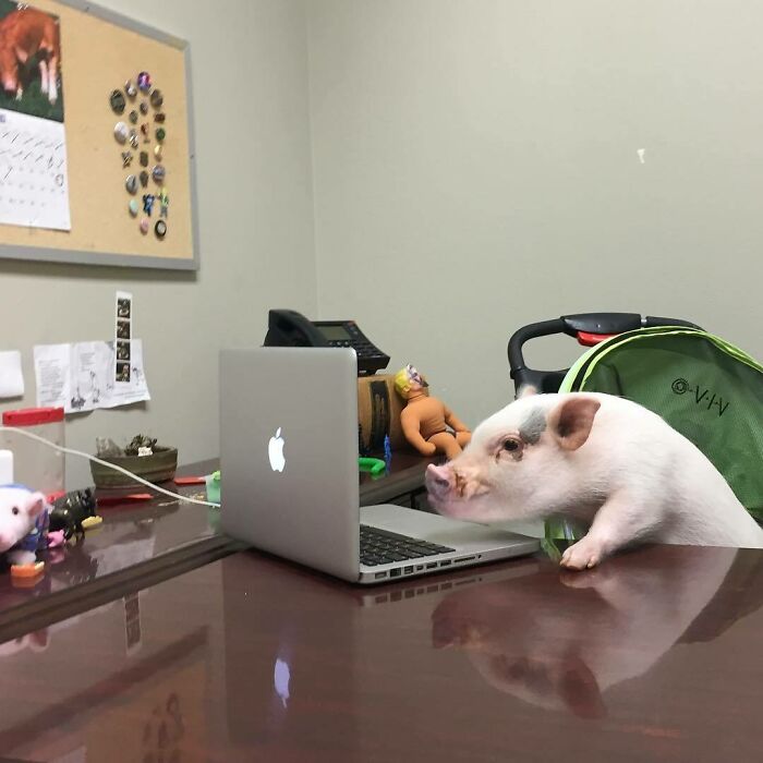 This Is My Best Friend Hank Trying To Figure Out How To Make The Font Bigger