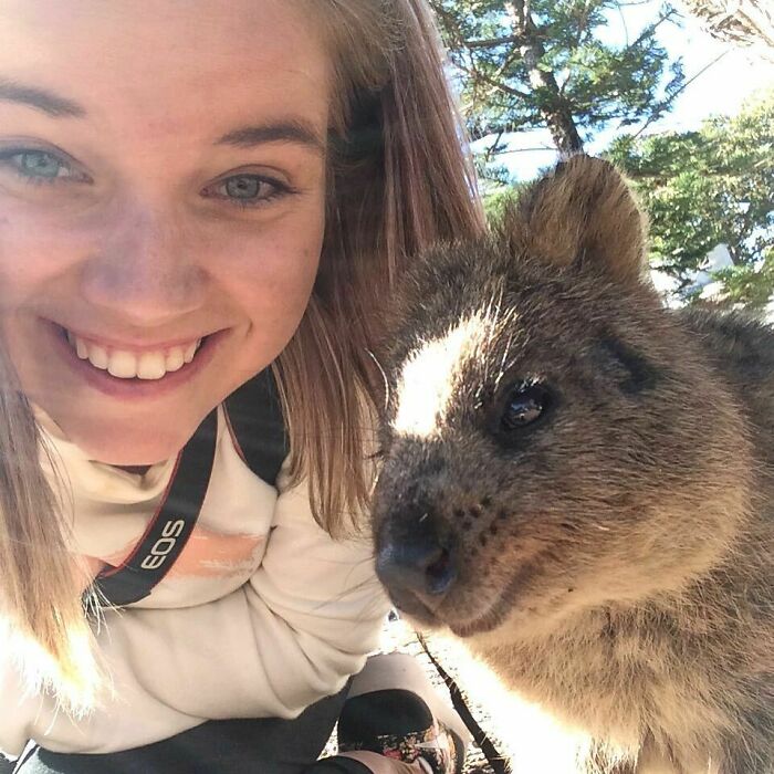 Gotta Get That Quokka Selfie