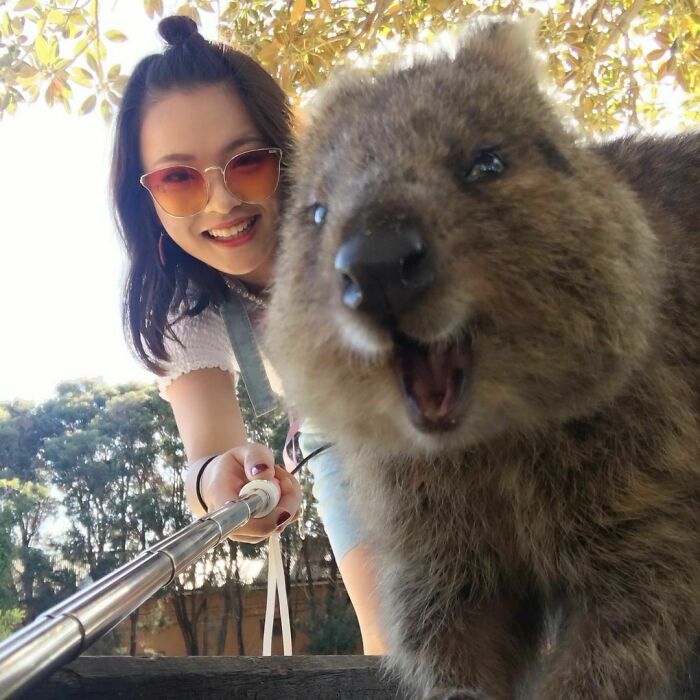 Another Quokka Selfie