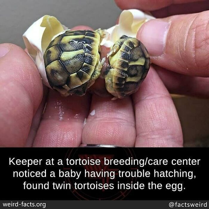 Two baby tortoises hatching together from one egg, showcasing weird facts about the world’s animal surprises.