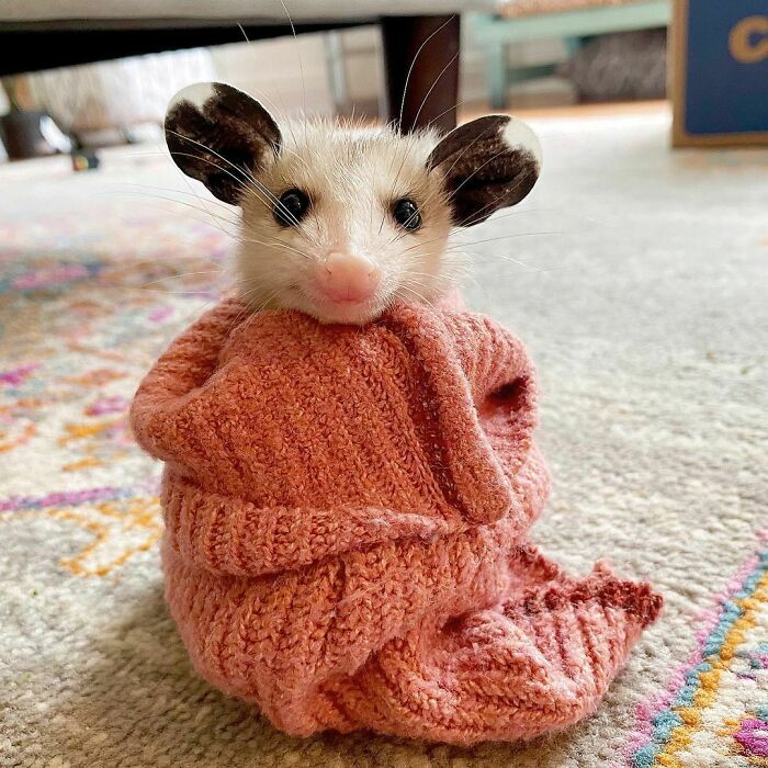 Adorable opossum wrapped in a cozy pink sweater on a patterned carpet.