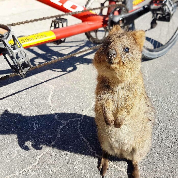 A Very Adorable Quokka