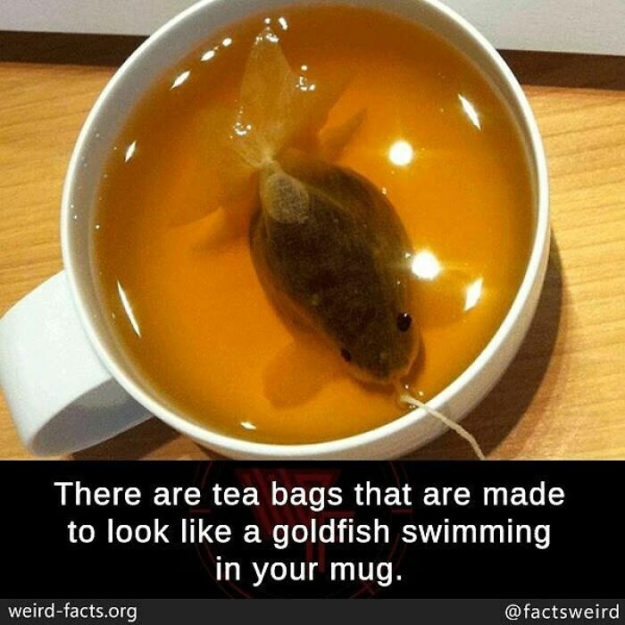 Tea bag shaped like a goldfish swimming in a mug, illustrating weird facts about the world for a fresh perspective.