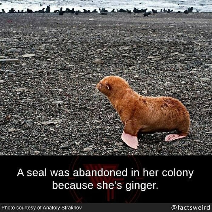 A rare ginger seal on rocky beach with other seals in distance, illustrating weird facts about the world.