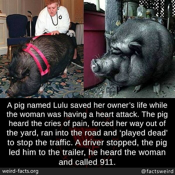Pig named Lulu saved owner by stopping traffic and helping during heart attack in a strange but true weird facts moment.