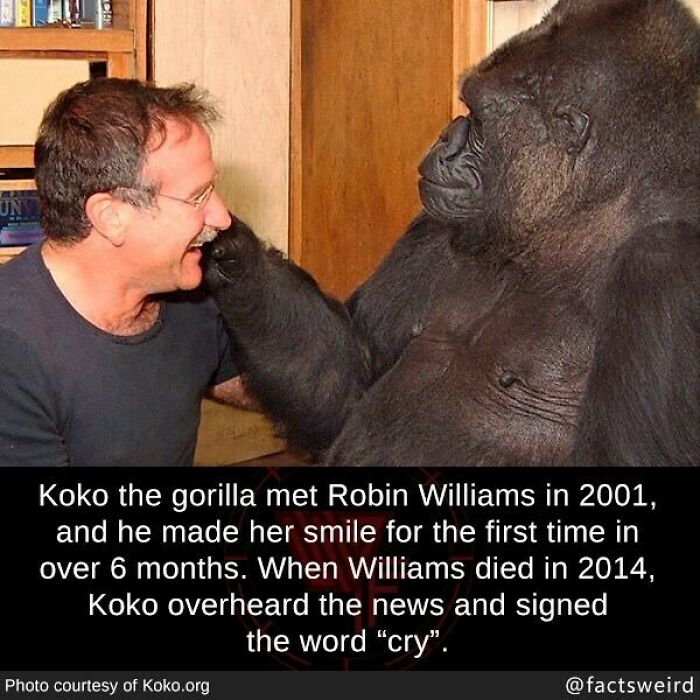 Man smiling as gorilla touches his face, showcasing one of the weird facts about the world involving Koko the gorilla.