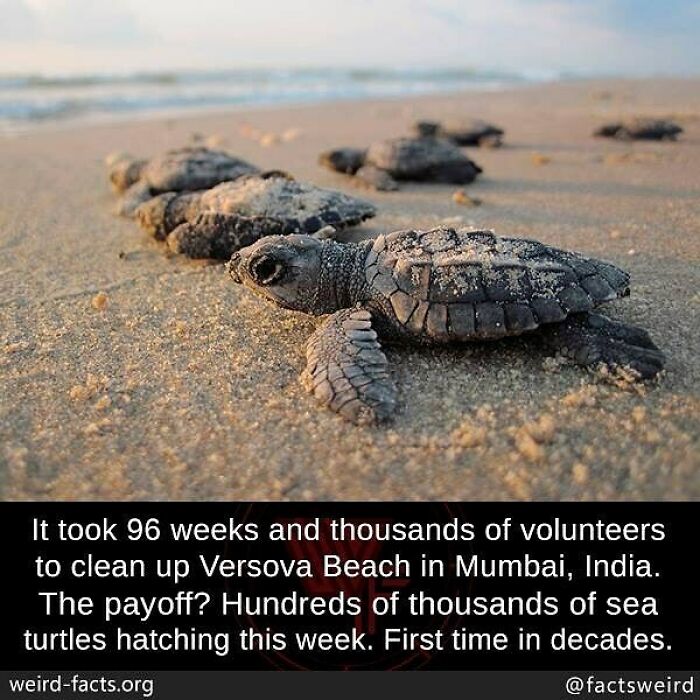 Baby sea turtles crawling on a sandy beach after a long cleanup, showcasing weird facts about the world wildlife.
