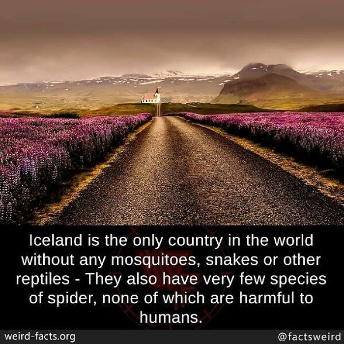 Scenic road in Iceland with purple flowers and mountains, highlighting weird facts about the world and unique wildlife absence.