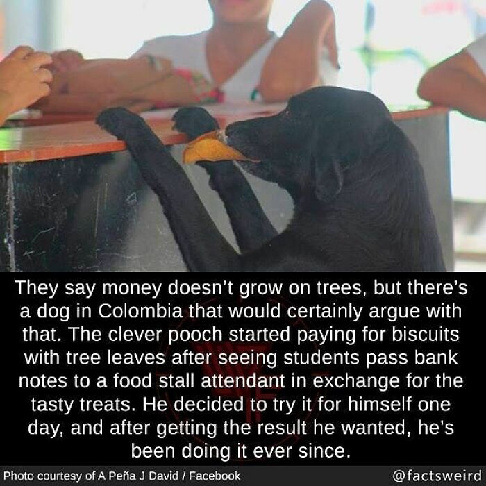 Black dog in Colombia trading leaves for biscuits at a food stall, illustrating weird facts about the world.