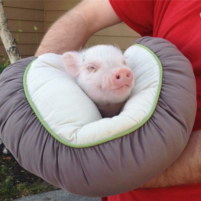 I’m Too Pretty To Walk