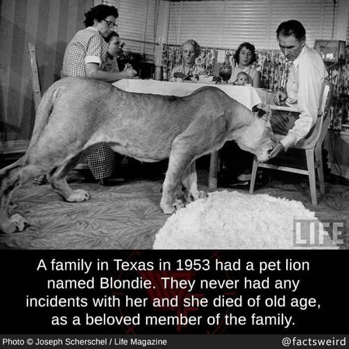 Family in 1953 with pet lion indoors, showcasing one of the weird facts about the world that challenges perspective.