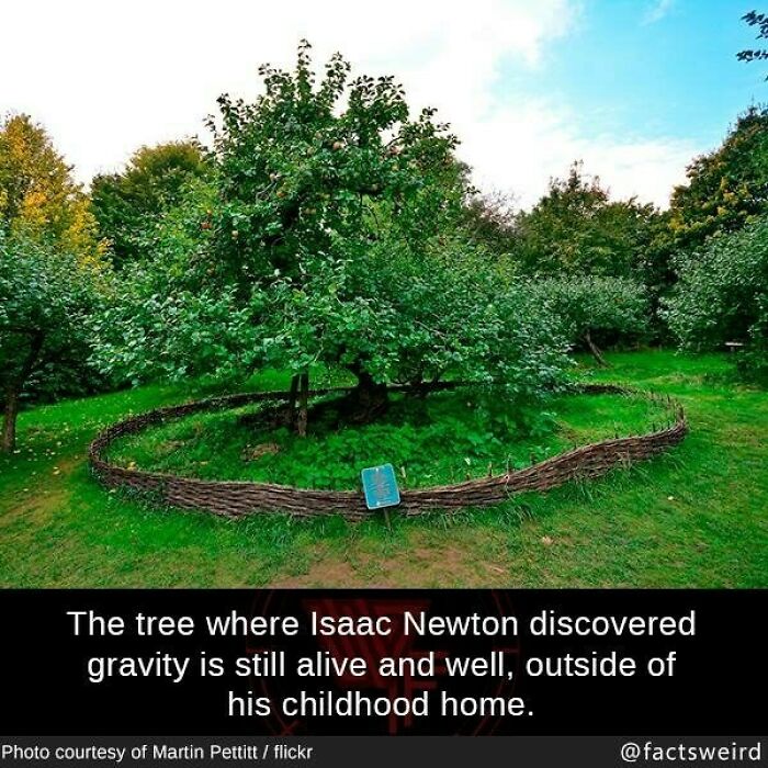 Tree where Isaac Newton discovered gravity surrounded by a woven fence in a green park with other trees around.