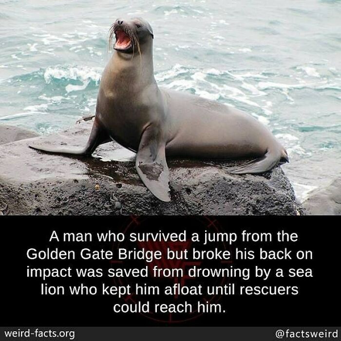 Sea lion rescues man after Golden Gate Bridge jump in one of many weird facts about the world that inspire wonder.