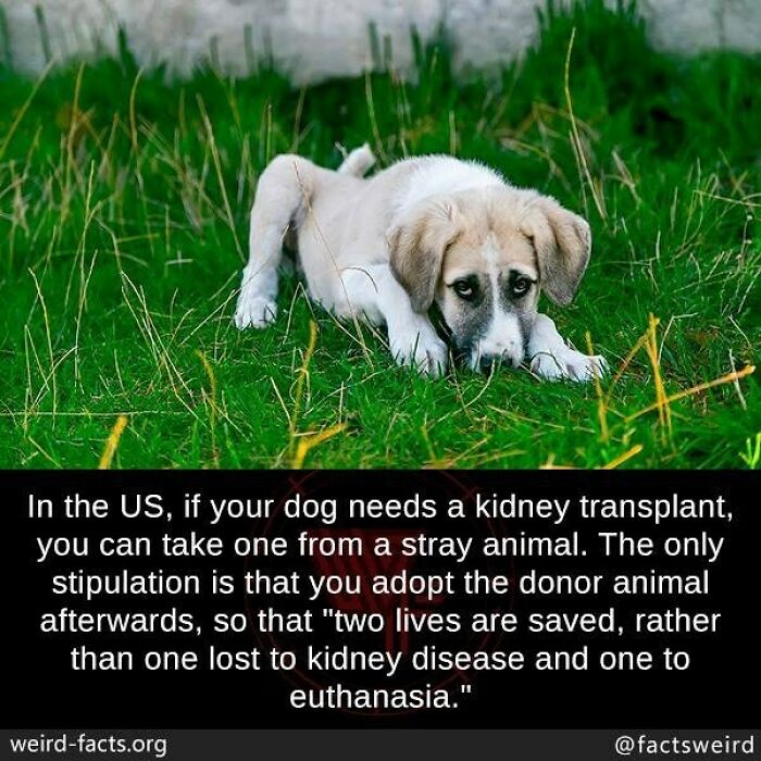 Puppy lying on grass illustrating a weird fact about the world involving kidney transplants and stray animals.