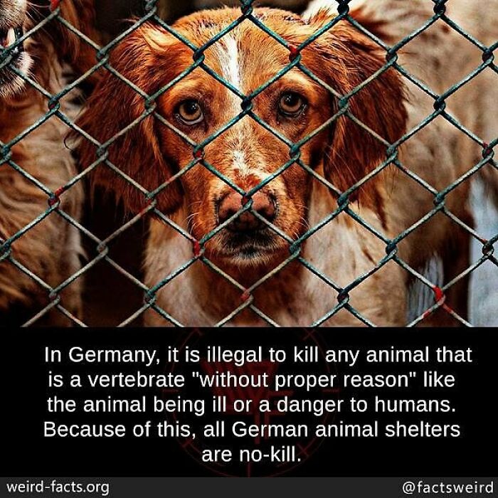 Sad dog behind a cage at a no-k**l German animal shelter highlighting weird facts about the world and animal laws.