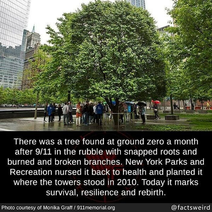 Tree found at ground zero after 9/11, symbolizing survival, resilience, and rebirth in New York City’s urban landscape.