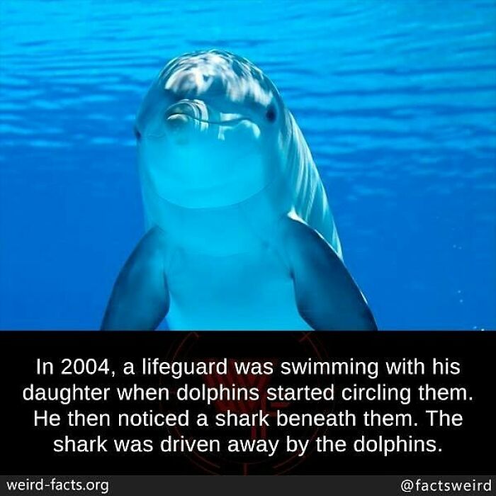 Dolphins circling a lifeguard and daughter to drive away a shark, a weird fact about the world’s animal behavior.